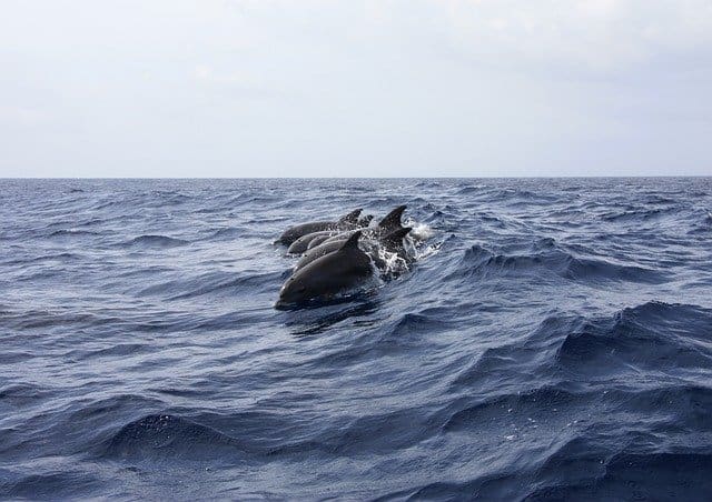 שייט דולפינים