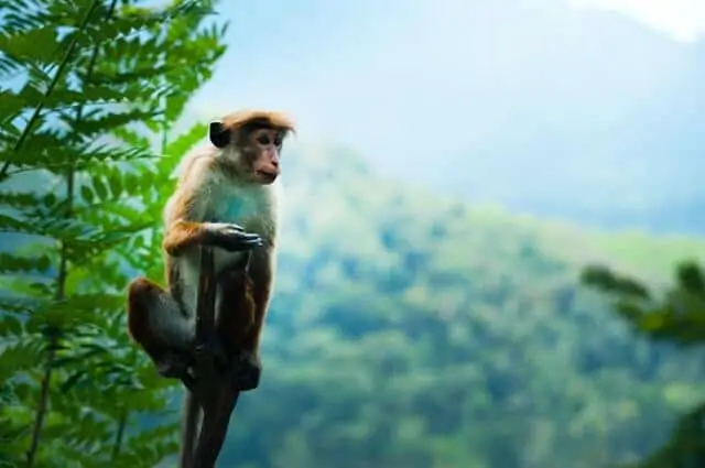 יער הקופים (Jozani Forest Reserve) בזנזיבר