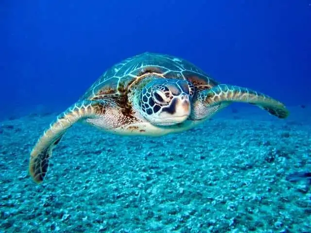 צבי הים של נונגווי - צבי היבשה הענקיים