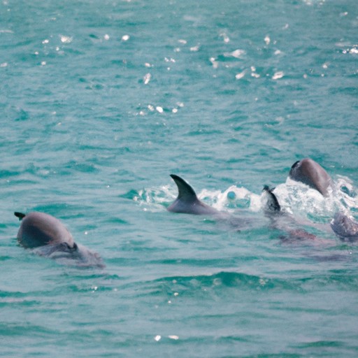 תרמיל דולפינים שוחה בשובבות ליד החוף