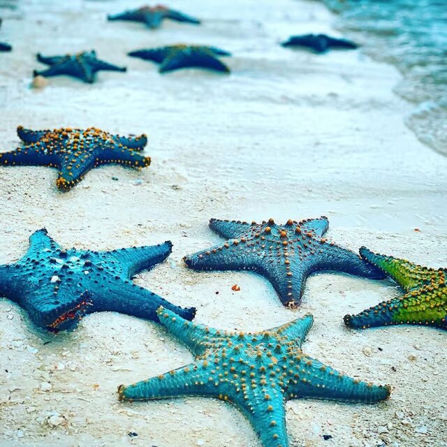 Kuza Cave, Starfish, Blue Lagoon, The Rock, Jozani Forest