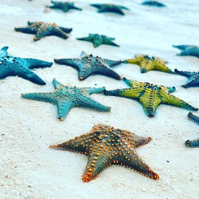 Zanzibar: Jozani Forest, Kuza Cave & Blue Lagoon